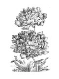 Heroic Peony
