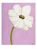 White Cosmos On Pink