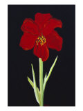 Amaryllis