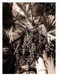 Mauritius Date