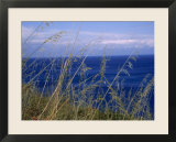 View of the Sea Through Grasses Atop a Hill