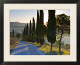 Country Road Towards Pienza  Val D' Orcia  Tuscany  Italy