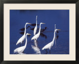 Six Great Egrets Fishing with Tri-colored Herons  Ding Darling NWR  Sanibel Island  Florida  USA