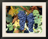 Cabernet Sauvignon Grapes  Napa Valley  California
