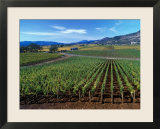 Vineyards along the Silverado Trail  Miner Family Winery  Oakville  Napa Valley  California