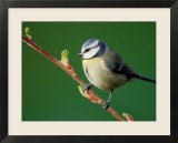 Blue Tit on Branch  Cornwall  UK