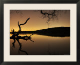 Gnarled Branches Poking out of Calm Lake