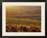 Carneros Ava Scenic  Carneros  Napa Valley  California