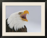 Bald Eagle Screaming  Homer  Alaska  USA