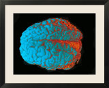 Color Brain Blue  Red  Orange