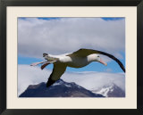 Wandering Albatross  Longest Wingspan in the World  in Flight  South Georgia Island  Antarctica