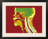 Human Skull and Brain Colorized Mri