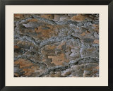 Close View of Pine Tree Bark That Has Been Scorched By Fire
