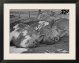 Yorkshire Hogs Smirking with Comfort in Pen on Curtiss Farms Owned by the Curtiss Candy Co