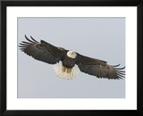 Bald Eagle Flying with Full Wingspread  Homer  Alaska  USA