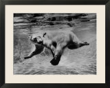 Polar Bear Swimming Underwater at London Zoo