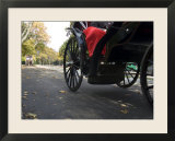 Low Angle View of Horse-Drawn Carriages in Central Park