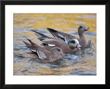 American Wigeons Courting  Bosque Del Apache National Wildlife Reserve  New Mexico  USA
