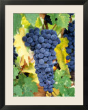 Cabernet Sauvignon Grapes  Napa Valley  California