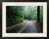 Rain and Wet Roads through the California Forests  California
