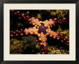 Sea Star