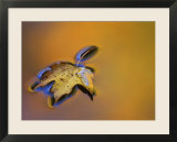 Maple Leaf Floating on Water Surface with Autumn Reflections  Michigan  USA