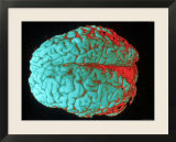 Human Brain Red and Blue