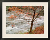 River and Autumn Leaves