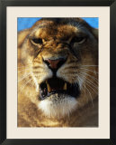 Close-up of Lioness Growling