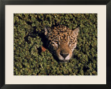 Jaguar Poking Its Head Through Plant Clogged Pool  Brazil