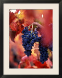Old Barbera Vines with Ripening Grapes  Calistoga  Napa Valley  California
