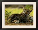 Leopard Licks a Young Cub  Mombo  Okavango Delta  Botswana