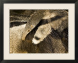 Giant Anteater Carrying Baby on Back