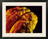 Mammalian Brain Optical Coloring