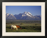 Horses Graze at Lost Creek Ranch in Moose  Wyoming