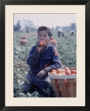Boy Wearing an Old Scout Shirt  Eating Tomato During Harvest on Farm  Monroe  Michigan