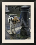 Dog Drinking from a Street Fountain in Rome  Italy