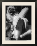 Monkeys and Marmosets  September 1955