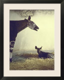 Baby Okapi Sitting on Mat of Straw as Its Mother Looks on at Parc Zooligique of Vincennes