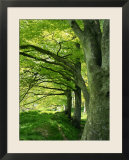 Line of Beech Trees in a Wood in Spring