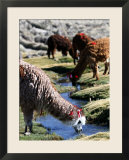 Grazing Alpacas