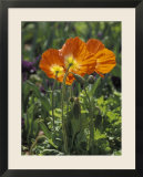 Orange Poppy Flower in the Dallas Arboretum in Dallas  Texas