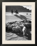 Native American Indians Herd Sheep