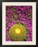 Barrel Cactus Surrounded by Asters in their Full Spring Vibrancy