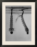 Mosquito Larvae Hanging Upside Down from Snorkel-Like Breathing Tubes