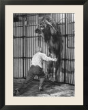 Animal Trainer Jules Jacot Training a Lion  one of the 21 big cats He Will Use Next Year
