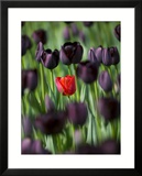 Tulips in Keukenhof Gardens  Amsterdam  Netherlands