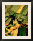 Hummingbird on a Branch in Amazonia