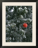 Holiday Ornament Hanging on Snow Dusted Pinion Tree  Colorado