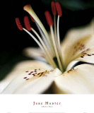 White Lily